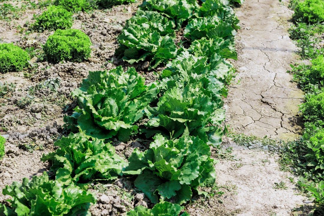 Popękana gliniasta ziemia między rzędami sałaty wyściółkowanymi skoszoną trawą