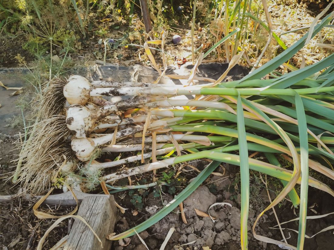 Wykopana cebula schnie na grządce w sierpniowym słońcu