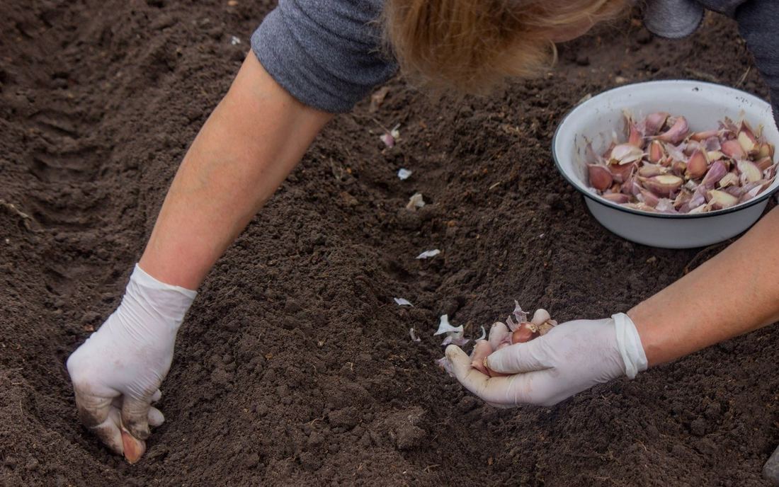 Sadzenie ząbków czosnku do ziemi w październiku